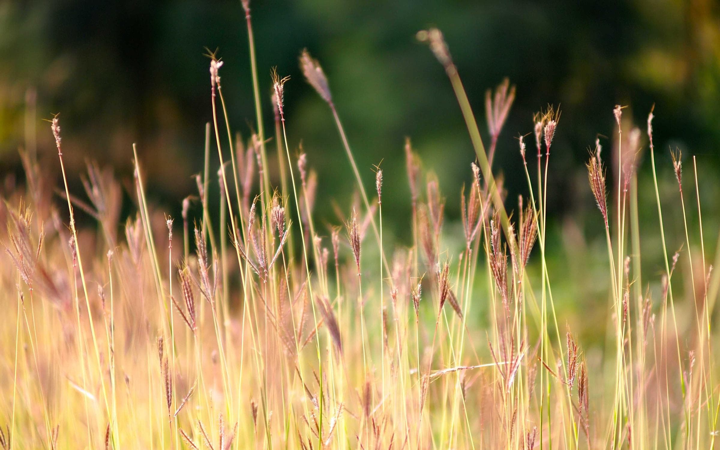Der Sommer