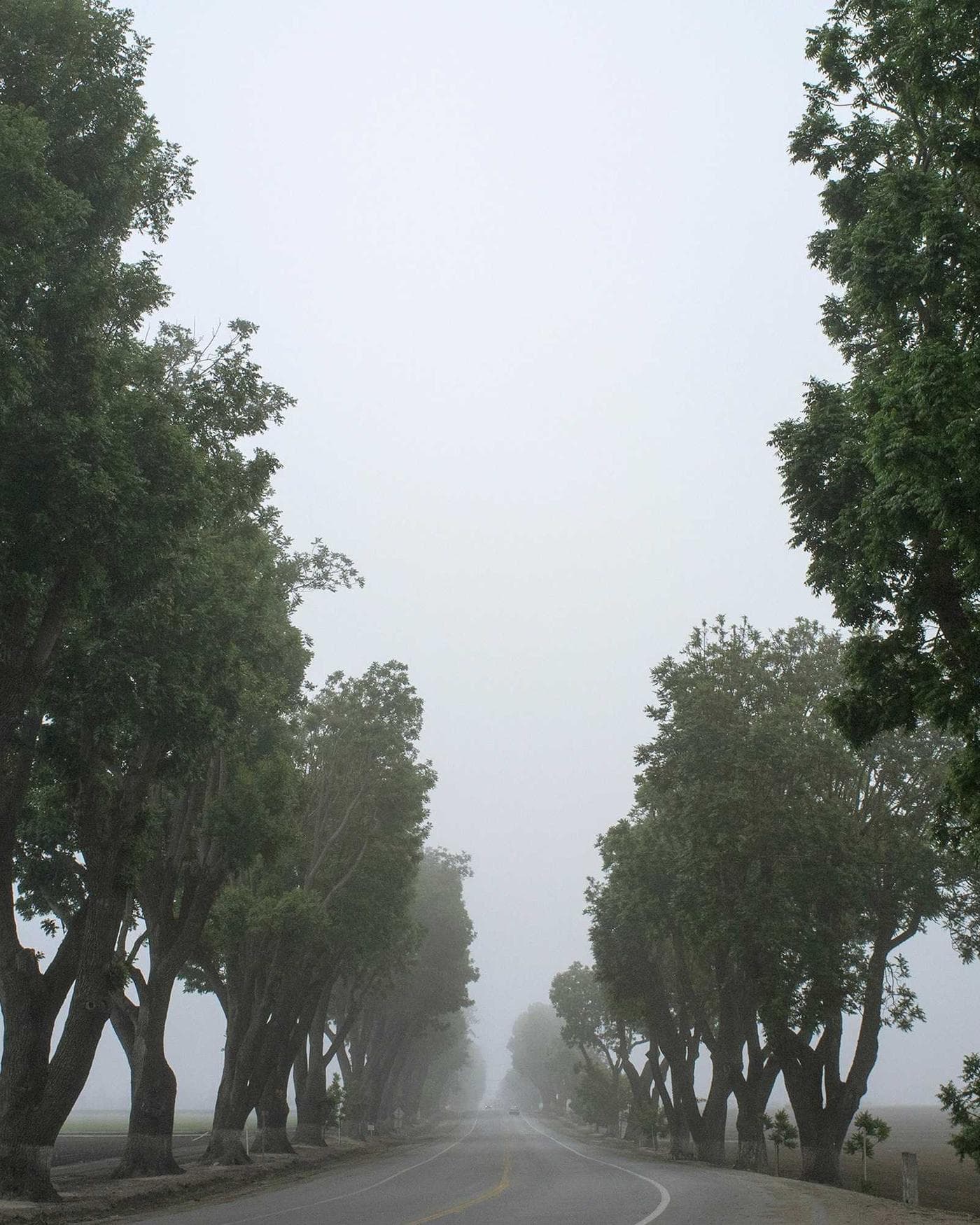Baumallee im Morgennebel