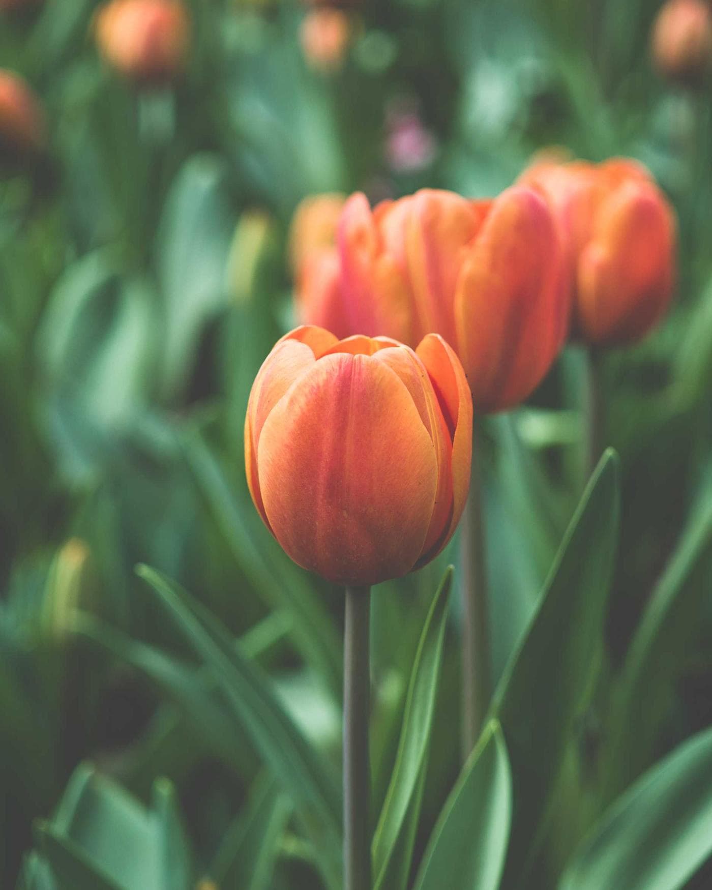 Orangefarbene Tulpen in tiefem Grün